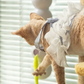 🔥Limited Time 28% Off 🔥Interactive Electric Caterpillar Cat Toy